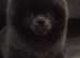 Very small teddy bear pomeranian