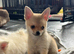 Gorgeous Pomchi Boys