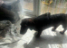 KC Reg Teckle Dachshund Stud For Sale