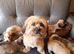 Lhasa-chon puppies for sale