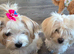 Morkies