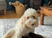 F1b cockapoo puppies