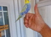 Super silly hand tamed baby budgies