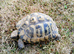 Large female Hermann's tortoise