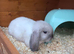 3 baby mini lops