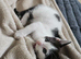 Female kitten for sale