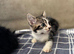 American shorthair x domestic kittens