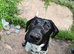 German pointer cross collie female puppy looking for new forever home