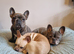 Frenchie girl health checked