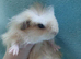 Funky haired baby boy guinea pig ready now