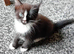 Adorable kittens