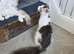 TICA REGISTERED MAINE COON KITTENS