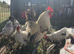 Starter Seramas..4 hens & a cock