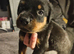 Rottweiler pups