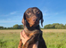 Miniature smooth haired dachshund