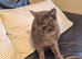 STUNNING CHOCOLATE BRITISH SHORTHAIR - £700