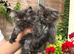 Persian kittens