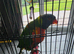 Rainbow lorikeet