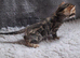 Brown Spotted Bengal Female