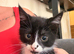 Kittens ready now