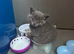 Pure bread British shorthair in London