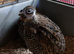 Young Mearns Quail