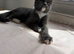 2 kittens