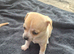 Beautiful Chihuahua