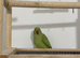 Young Talking Green Ringneck Available &ndash; 5 to 6 Months Old