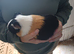 Boar guonea pig
