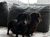 2 x Mini Dachshunds