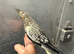 Hand reared baby cockatiel available