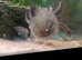 Our beautiful axolotl needs a new home