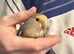 Hand reared baby lovebird