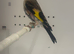 Young goldfinch pair
