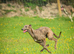 Lurcher 9 months