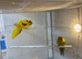 Breeding pair of kakarikis