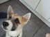 Husky x German shepherd