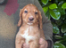 Beautiful Cocker Spaniel Puppies