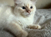 Ragdoll kittens rare blue sepia tortie & flame point 9 weeks ready now!