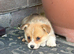 KC Corgi Pups ** Last girl remaining**