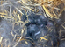 7 Mini lops - waiting list open