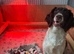 6 Springer spaniel pups