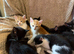 7 beautiful kittens