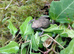 Miyako Toads at Birmingham Reptiles