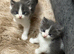 Exquisite Ragdoll / Turkish Angora Kittens – 6 Weeks Old | Blue-Eyed | Home-Raised