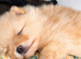 TRUE POMERANIAN PUPS