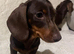 Stunning dachshund boys