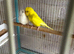 Breeding pair budgies
