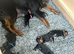 Rottweiler puppy